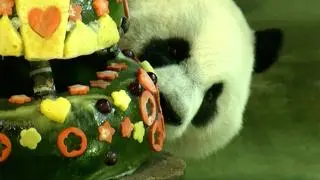 Słynna panda Tuan Tuan