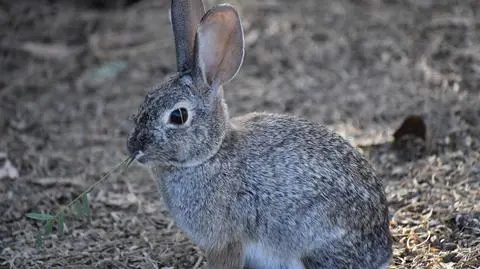 Miał prawie 200 zwierząt w zamrażarce. "Przyznał się do umieszczenia niektórych, kiedy były jeszcze żywe" 