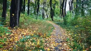 Drzewa na dawnym cmentarzu przy ul. Winogrady w Poznaniu