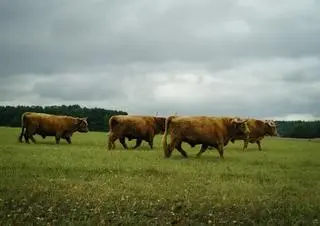 Byki bez nadzoru 