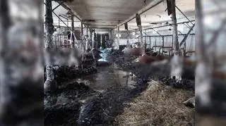 Podlaskie. W oborze 38-latka znaleziono 19 sztuk padłego bydła