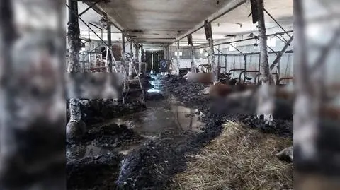 Podlaskie. W oborze 38-latka znaleziono 19 sztuk padłego bydła