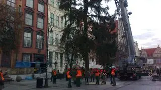 Drzewko jest gotowe do wieszania lampek