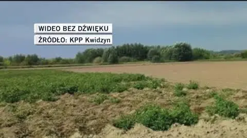 KPP Kwidzyn ziemniaki