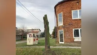 Zniszczone drzewa Zduńska Wola