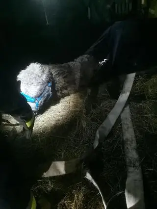 Czesio był osłabiony i wyziębiony