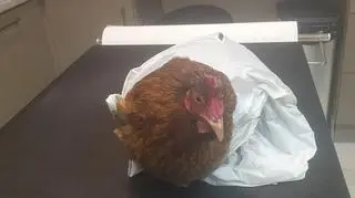 Zwierzę miało biegunkę