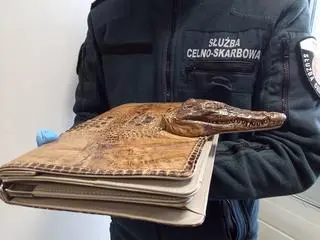 Torba ze skóry krokodyla amerykańskiego zatrzymana na granicy