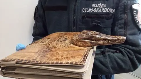 Torba ze skóry krokodyla amerykańskiego zatrzymana na granicy