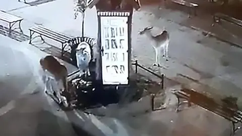 Zajadają młode pędy, niszczą rabaty kwiatowe. "Straty sięgają kilku tysięcy złotych" 