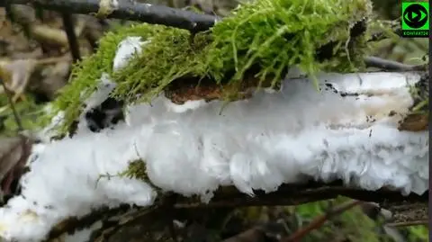 "Lodowe włosy" z pogranicza Mazowsza i Podlasia