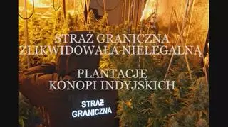 Straż graniczna zlikwidowała plantację marihuany