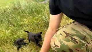 Mateusz Lachowski i osierocone psy z Bachmutu