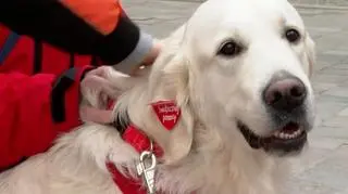 Psie gwiazdy 32. Finału WOŚP