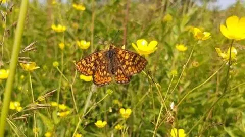 Przeplatka aurinia