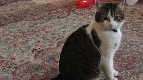 Miał licencję na zabijanie, ale się lenił. Kot Larry zwolniony z Downing Street