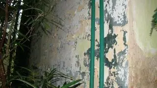 Palmiarnia nie może się doczekać remontu