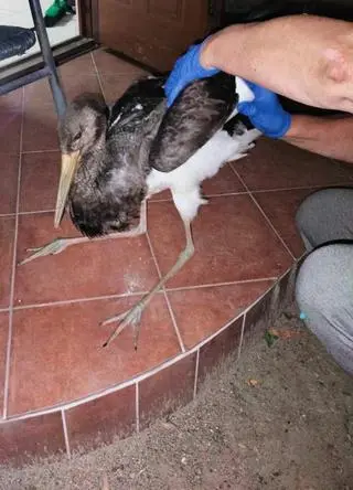 Bocian spędził noc na strychu