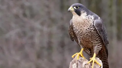 Sokół wędrowny to rzadki gatunek
