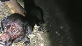 Za znęcanie się nad zwierzęciem grozi nawet 5 lat więzienia