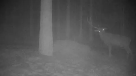 Zrzucił poroże i zastygł w bezruchu. Jelenia uchwyciła fotopułapka