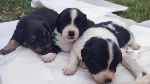 Brajanusz, Jessica, Karina i mama Lusia leżeli obok fotoradaru. Pomogli urzędnicy