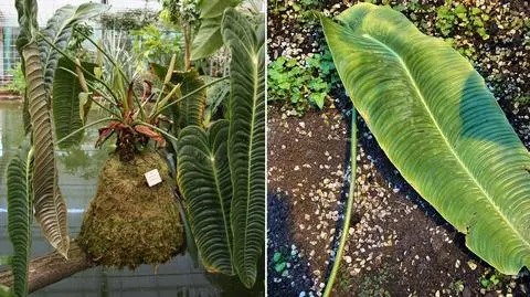 Z Ogrodu Botanicznego skradziono tropikalną roślinę. Pozostała etykieta i urwany liść