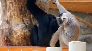 Para gibonów poznaje siebie i wrocławskie zoo 