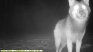 Wilk w oku fotopułapki