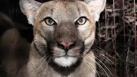 Puma P-22 schwytana