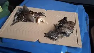 Wróble wpadły w pułapkę