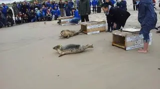 Wypuścili foki do Bałtyku
