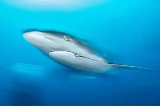 Galice Hoarau, zdjęcie nominowane w konkursie Ocean Photographer of the Year 2021 w kategorii Ochrona