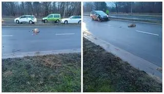 Toruń. Dziki wbiegły na jezdnię, jedna osoba poszkodowana