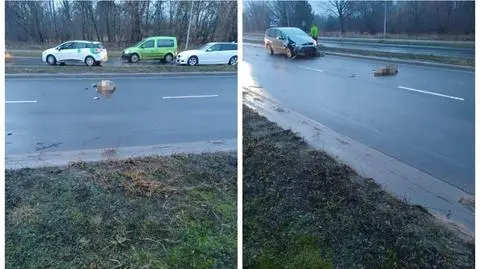 Toruń. Dziki wbiegły na jezdnię, jedna osoba poszkodowana