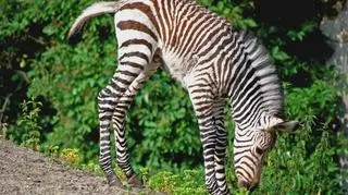 Trzydniowa zebra poznaje wybieg 