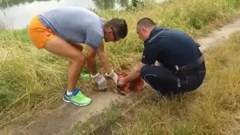 Lis z głową w słoiku bezradnie chodził przy drodze