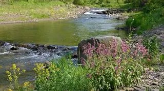 Wieprzówka