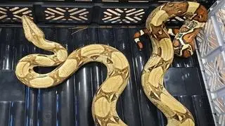 The man came across a very dangerous snake