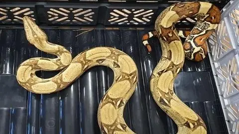 Man comes across boa constrictor in a forest