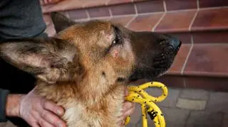 Chore i zaniedbane zwierzęta 