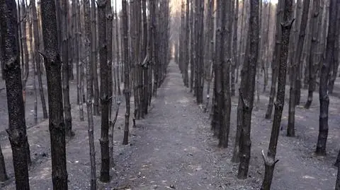 "Mamy suszę praktycznie co roku"