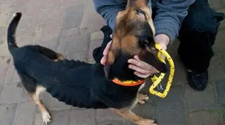 Skrajnie wychudzone psy zabrane ze schroniska 