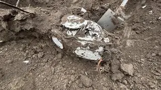 Depozyty były już uszkodzone przez wrastające do środka korzenie