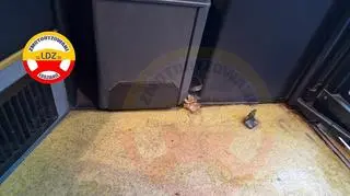 Grzyby wyrosły w autobusie miejskim