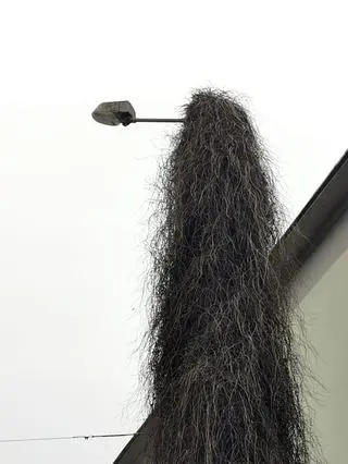 Tak wygląda latarnia po obcięciu fragmentu winobluszczu