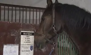 Koń Blue Baker bez emerytury