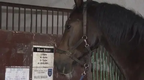 Koń Blue Baker bez emerytury