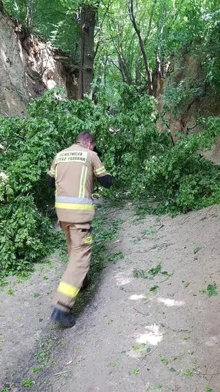 Gałąź, która spadła na dzieci w wąwozie