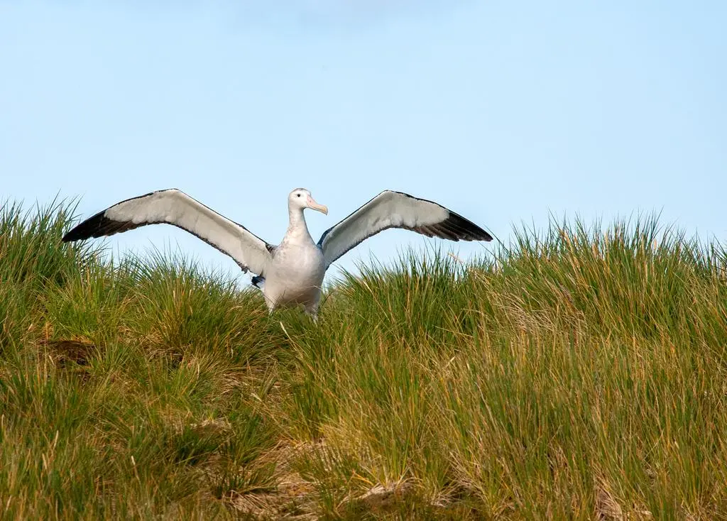 Albatros wędrowny